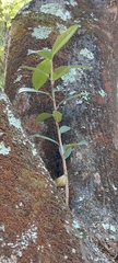 Ficus americana