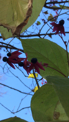 Clerodendrum trichotomum