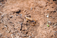 Hottentotta eminii