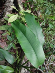 Heliconia