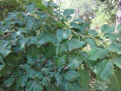 Pterocarpus rotundifolius