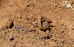 Hottentotta eminii