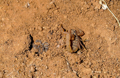 Hottentotta eminii