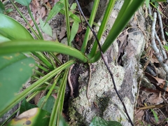 Heliconia