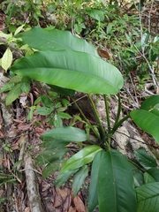 Heliconia