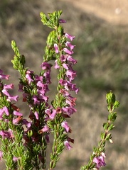 Erica intervallaris