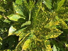 Aucuba japonica japonica