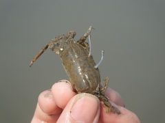 Macrophthalmus