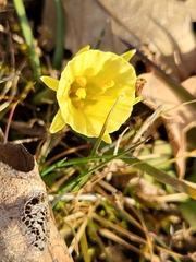 Narcissus bulbocodium
