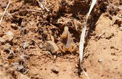 Hottentotta eminii