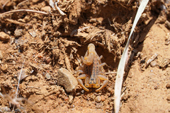 Hottentotta eminii