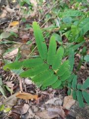 Mimosa diplotricha