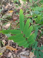 Mimosa diplotricha