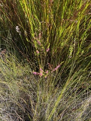 Erica intervallaris