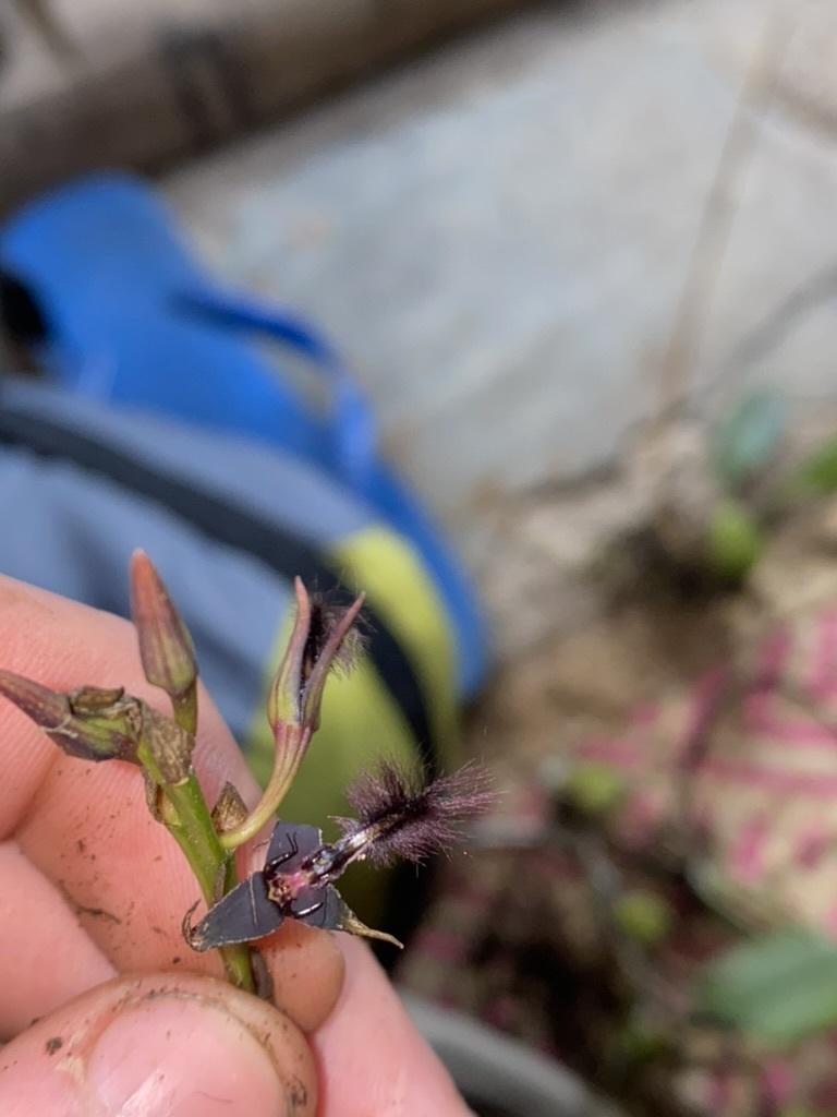 Bulbophyllum saltatorium Lindl. 2