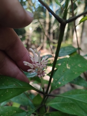 Chassalia curviflora