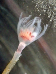 Tubulariidae