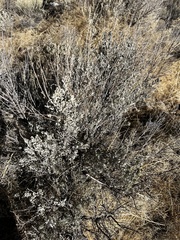 Atriplex confertifolia