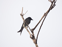 Dicrurus caerulescens