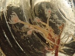 Tubulariidae