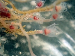 Tubulariidae