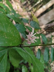 Chassalia curviflora