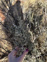 Atriplex confertifolia