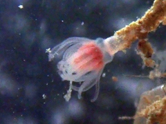 Tubulariidae