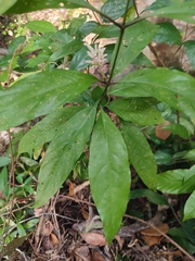 Chassalia curviflora