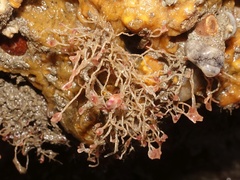 Tubulariidae