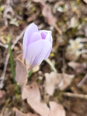 Crocus carpetanus