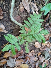 Lygodium polystachyum