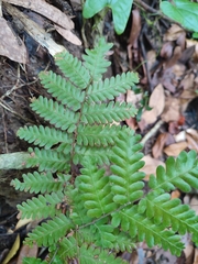 Lygodium polystachyum