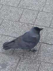 Corvus monedula spermologus