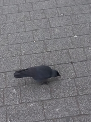Corvus monedula spermologus