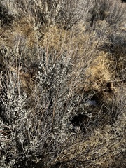 Atriplex confertifolia