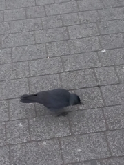 Corvus monedula spermologus