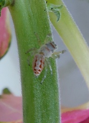 Icius hamatus