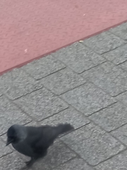 Corvus monedula spermologus