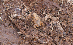 Hottentotta eminii