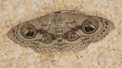 Problepsis ocellata