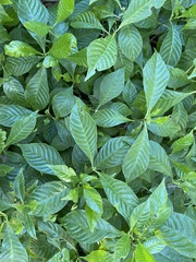 Psychotria nervosa