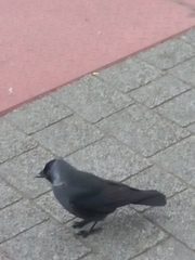 Corvus monedula spermologus