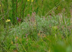 Thymus odoratissimus