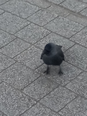 Corvus monedula spermologus