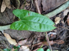 Dioscorea transversa