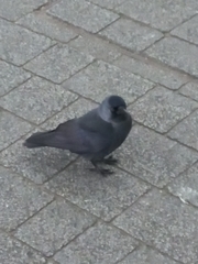 Corvus monedula spermologus