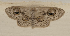 Problepsis ocellata