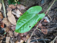 Dioscorea transversa