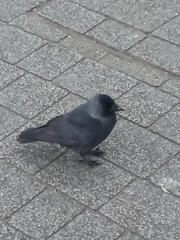Corvus monedula spermologus